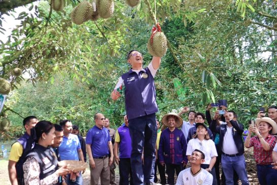 ผู้ว่าฯ สุราษฎร์ธานี เปิดฤดูกาลทุเรียน พืชเศรษฐกิจสร้างรายได้ โดยไม่มองข้ามการดูแลสุขภาพ 
