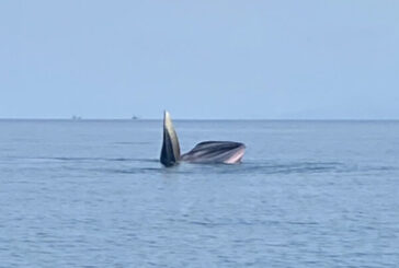 2 แม่-ลูก วาฬบรูด้าว่ายหากินโชว์ความน่ารักต้อนรับวันเด็ก บริเวณด้านทิศตะวันออกของเกาะท้ายเพลาในพื้นที่อุทยานแห่งชาติหมู่เกาะอ่างทอง
