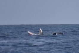 หัวหน้าอุทยานแห่งชาติหมู่เกาะอ่างทองเผย พบฝูงวาฬบรูด้า 4-5 ตัวว่ายโชว์ความน่ารักรับนักท่องเที่ยวในพื้นที่อุทยานฯ (มีคลิป)