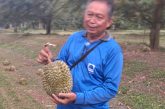นายกสมาคมทุเรียนใต้ เศร้า! ลมกระโชกแรงทำสวนทุเรียนโค่นล้ม ทุเรียนอ่อนหล่นเกือบพันลูก สะท้อนปัญหารัฐเร่ง พรบ.ทุเรียนช่วยเหลือเกษตรกร